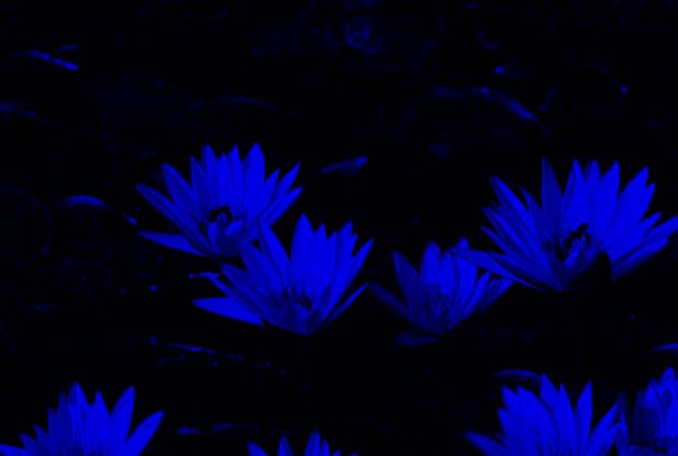 blue.jpg