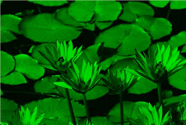 green.jpg