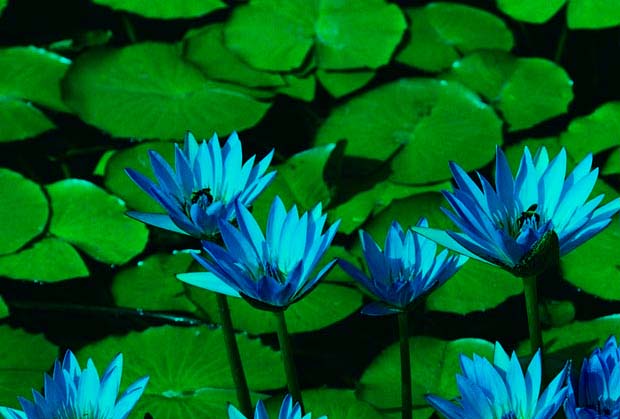 greenblue.jpg