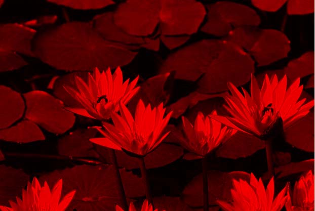 red.jpg